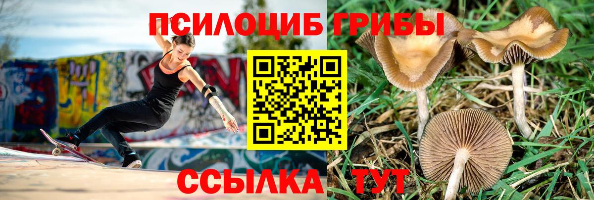 Галлюциногенные грибы Magic Shrooms  закладки  Новомосковск  Вход с VPN 